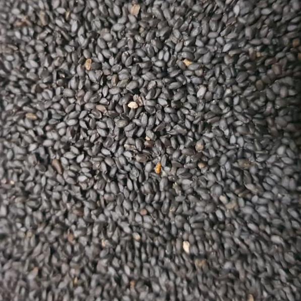 

12.12 BIG SALE FASION Biji Selasih Yutakachi 1kg / Basil Seed Import per 1 kg GROSIR KILOAN !!