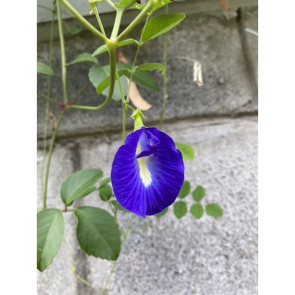 

Butterfly Pea (BungaTelang)