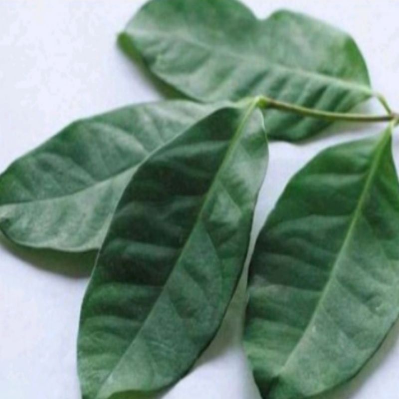 

daun salam segar per pack