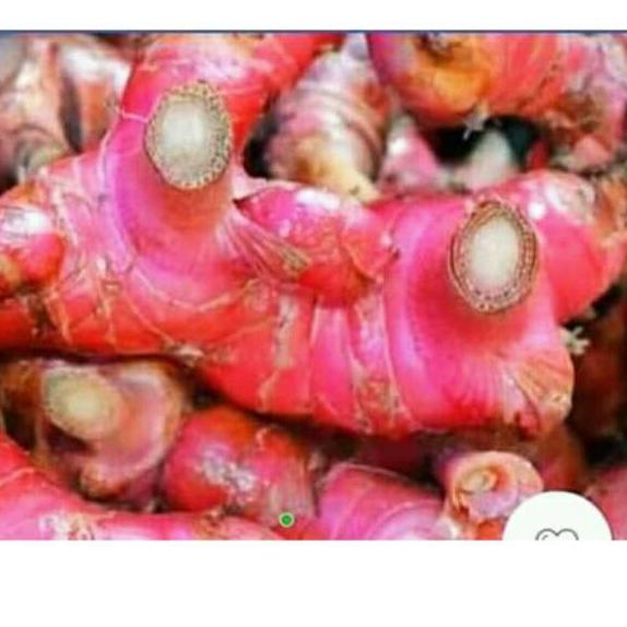 

Lengkuas / Laos Merah 1 kg チ