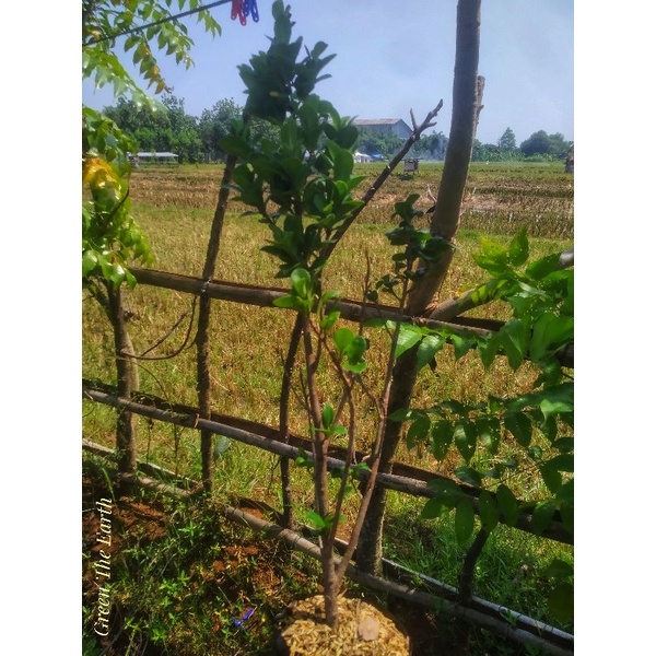 Ficus Microcarpa A. k. a Beringin Compacta. ukuran medium sudah siap buat bonsai