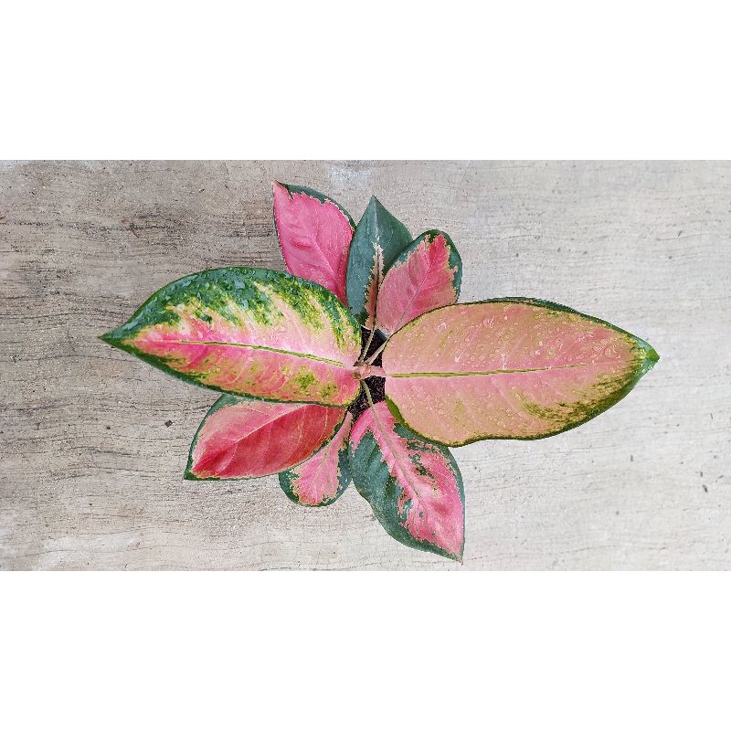 Aglonema red kochin dewasa