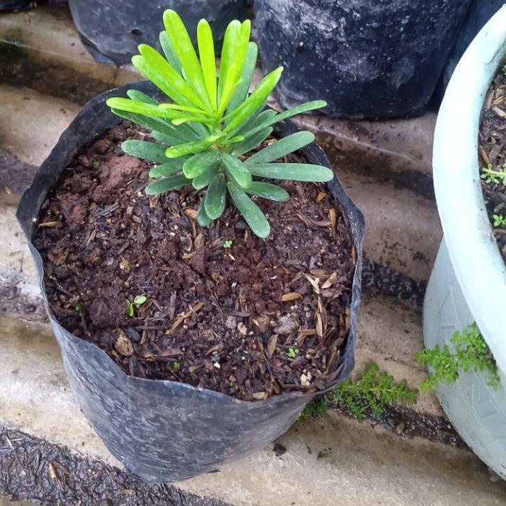 Lohansung cincuan garansi ori CINCUAN bibit bahan bonsai premium "LBK.21De22т"