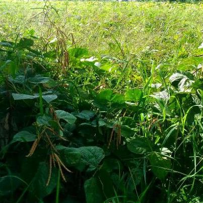 

ㅰ Kacang hijau 250gr. Hasil kebun sendiri. 1/4kg ↽