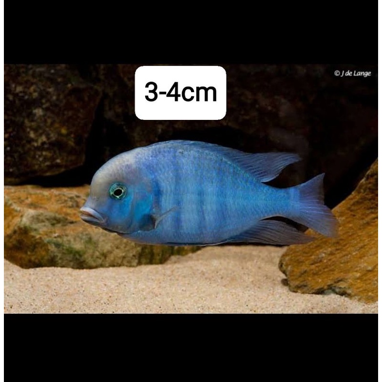 cichlid blue moorii blue dolphin