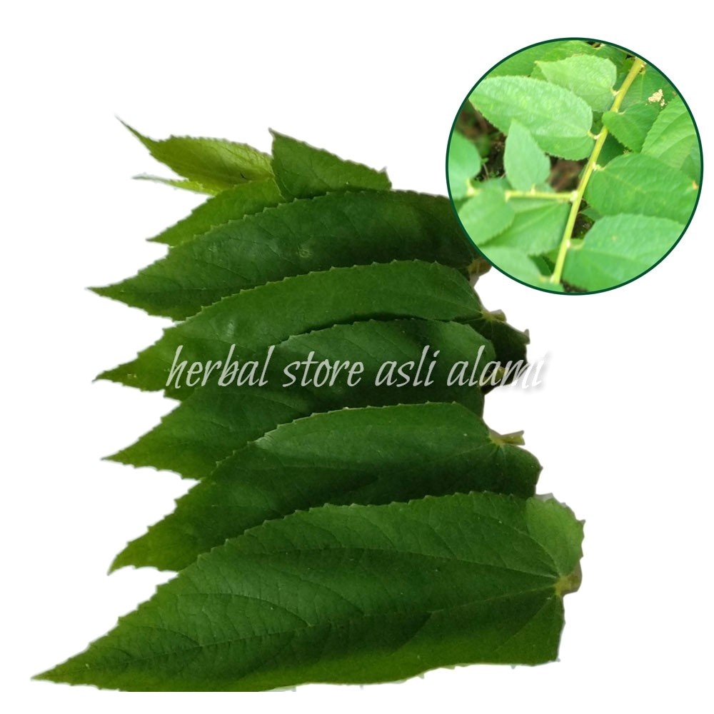 

Daun kersen segar (muntingia calabura) talok ceri