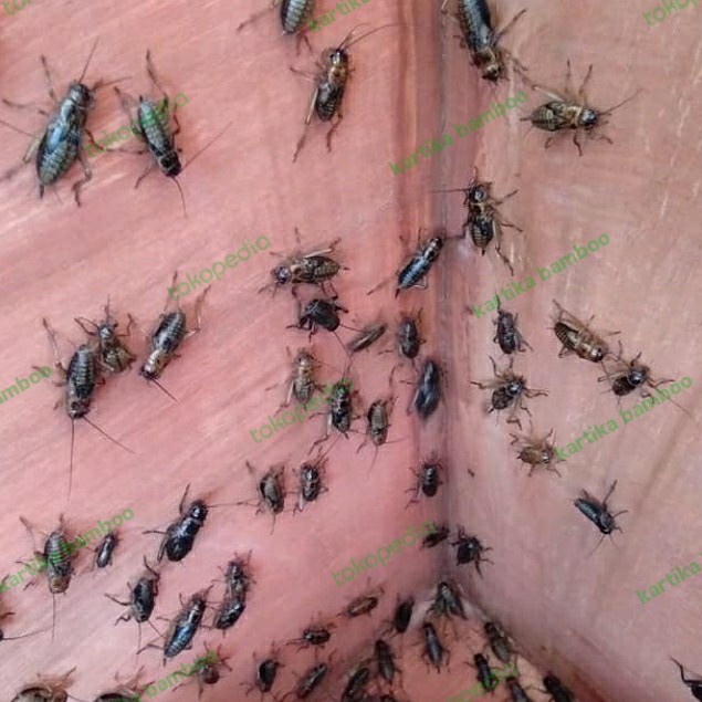 Jangkrik Hidup CLIRING / JANGKRIK ALAM pakan ikan burung reptil 100gram