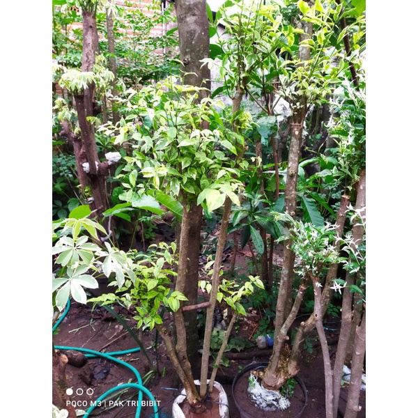 Bibit Bonsai Anting Putri Varigata