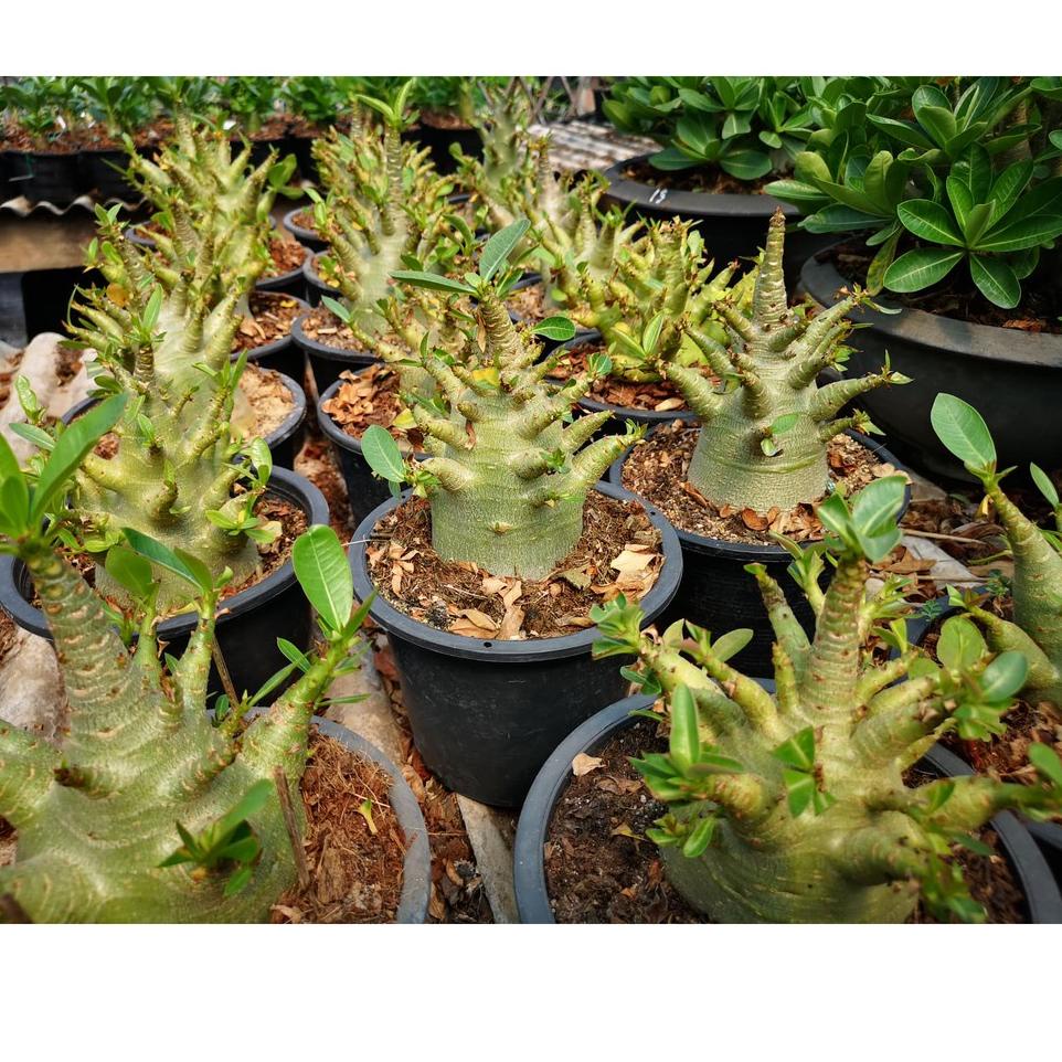 <H-6W✉> Benih Biji Bibit Adenium Arabikum Hibrid Godji Nomsod Thaisoco Somalen DHA Kamboja Jepang Th