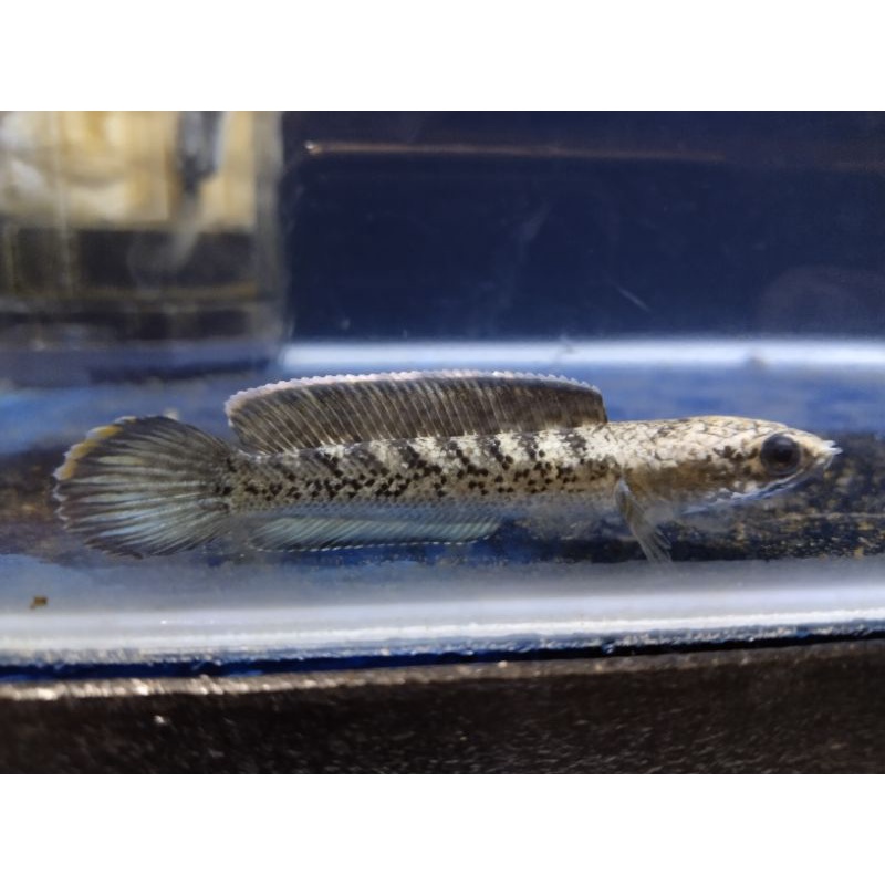 CHANNA STEWARTI BLACK GALAXY