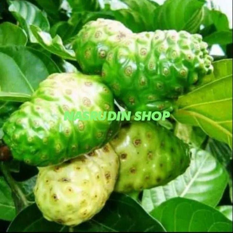 

[Fresh] Cengkudu mengkudu cangkudu 1 kg fres murah