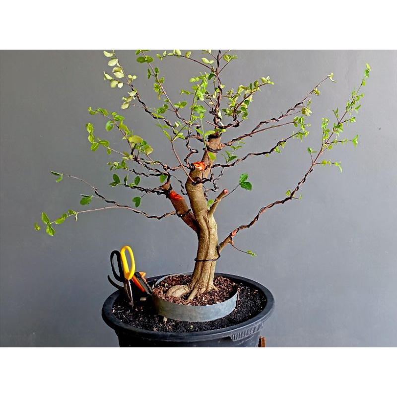 Bonsai Sianci Kecut (Barbados cherry)