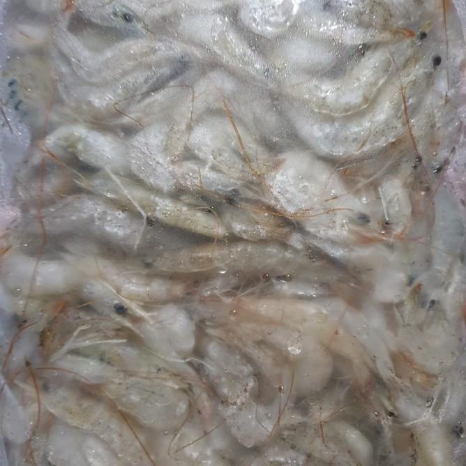 Jual Pakan Ikan Udang Tambak Beku Gr Makanan Ikan Predator Udang Beku Pakan Ikan Shopee