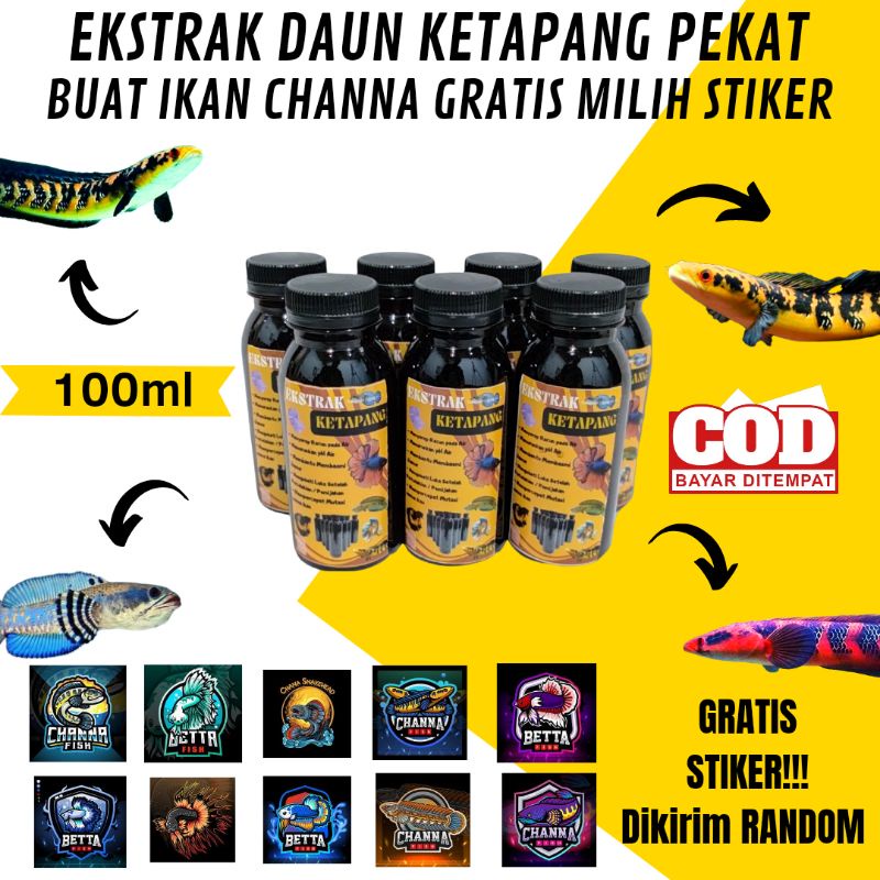 Ekstrak Daun Ketapang Pekat 100ml untuk Channa dan Cupang TERLARIS