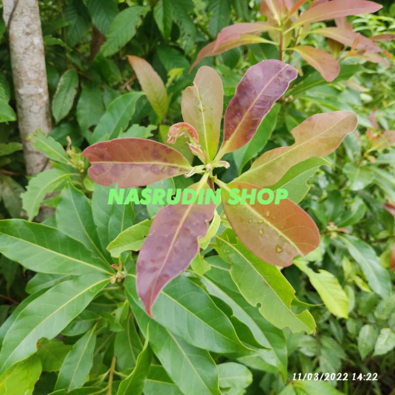 Jual BIBIT TANAMAN POHON KAYU PUSPA (2 POHON) CABUTAN | BISA UNTUK