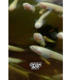 LIMBATA CB ALBINO (SUPER RARE) | HIASAN AQUARIUM