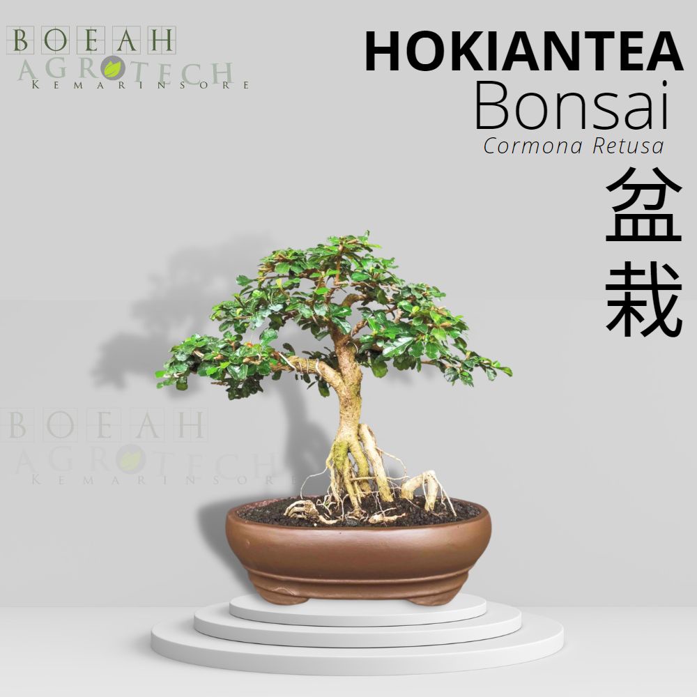 Tanaman Bonsai Hidup Hokiante Free Pot Sudah Jadi Tinggal Pajang