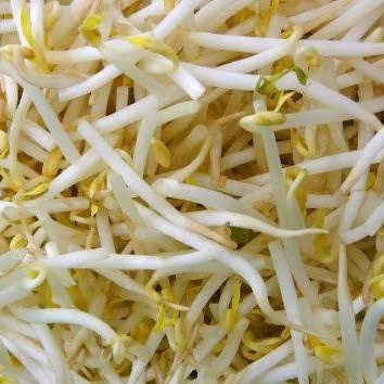 

TAUGE SEGAR FRESH 250 GRAM