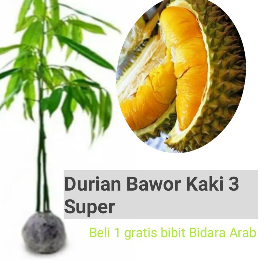 

TREND TERKINI Durian Bawor Kaki 3 super genjah ♯ 878