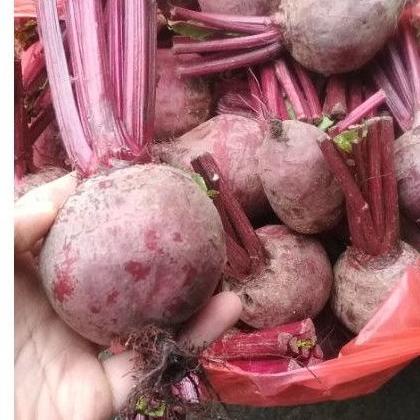 

TREND buah bit segar 1 kg beetroot merah ✮ 860