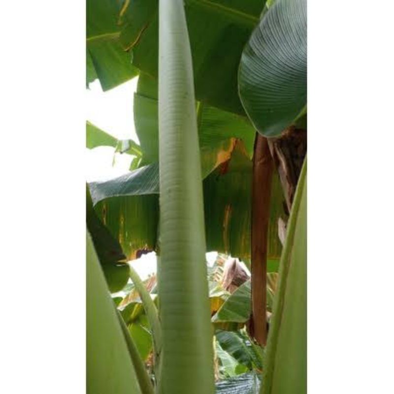 

jual pupus daun pisang / daun pisang muda bulat fresh