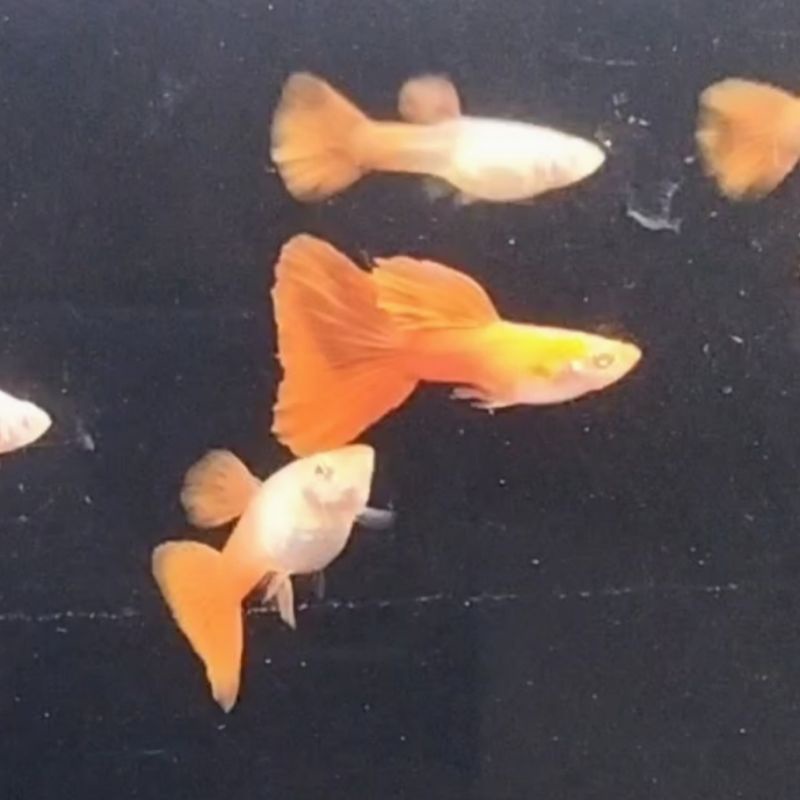 Guppy Albino Full Red AFR Grade A sepasang