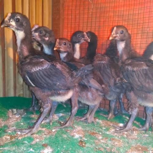 Jual Ayam Pelung Jumbo Asli | Shopee Indonesia