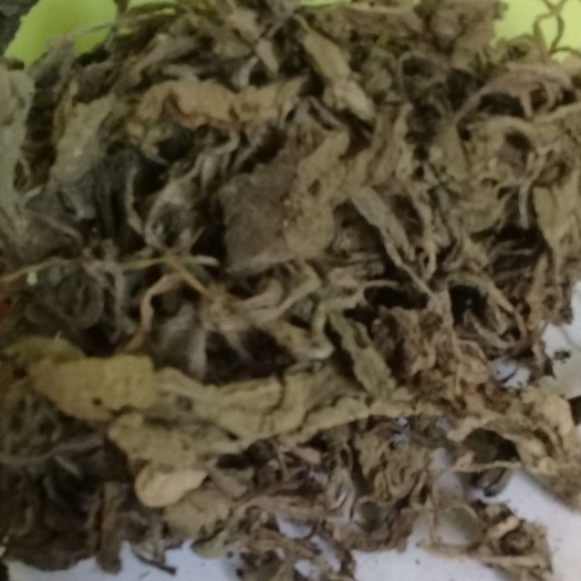 

TERMURAH DAUN SEMBUNG KERING/ MANDIKAPU 250 GRAM