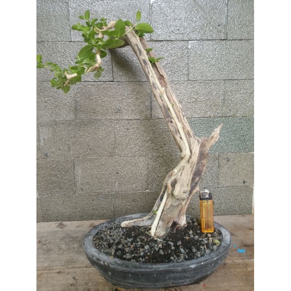 bahan bonsai tanuki sancang prospek sesuai foto (realpict)