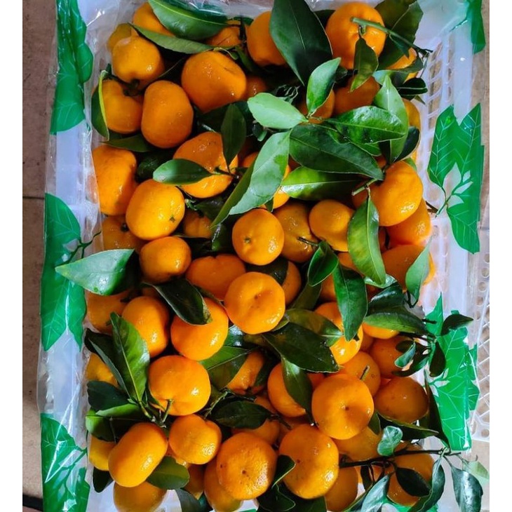 Jeruk Santang Daun 1 Keranjang ( 6 -7 Kg )