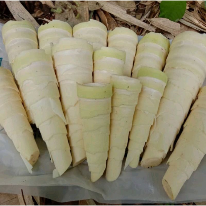 

REBUNG BAMBU / REBUNG SAYUR / REBUNG BAMBU MUDA