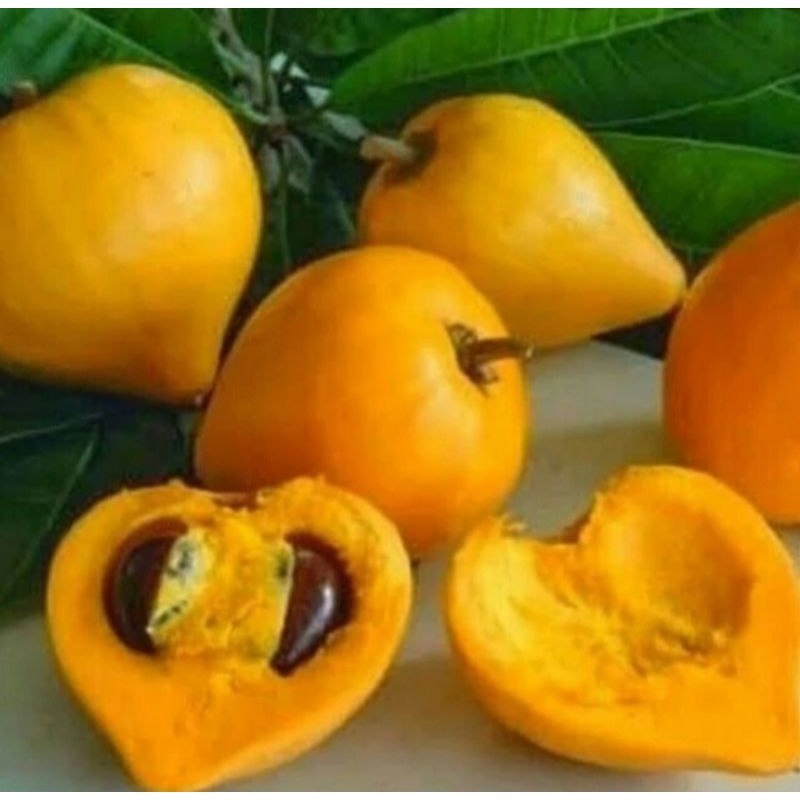 Buah Alkesa/kesah/sawo mentega/sawo belanda