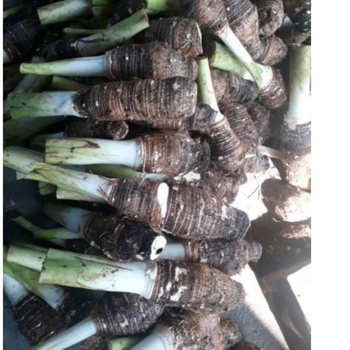 

NEW PRODUCT Bentul / Ubi Bentul 1 kg ♪ 881