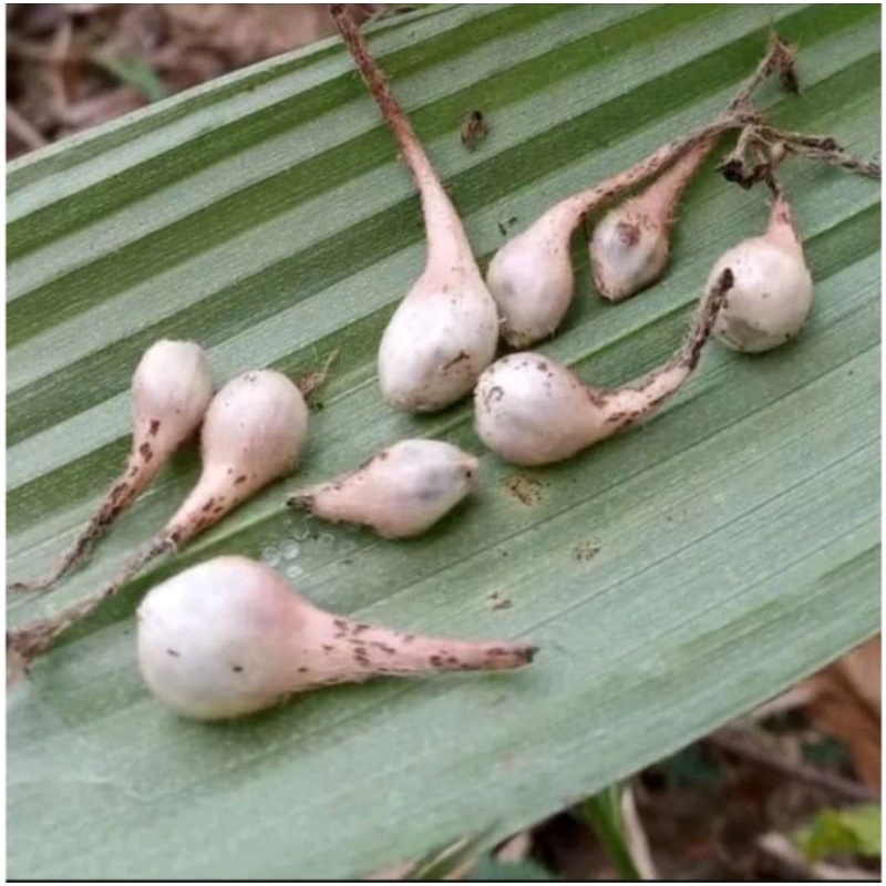 

BUAH MARASI PARASI PEMANIS ALAMI BUAH LANGKA MAKAN APAPUN JADI TERASA MURAH