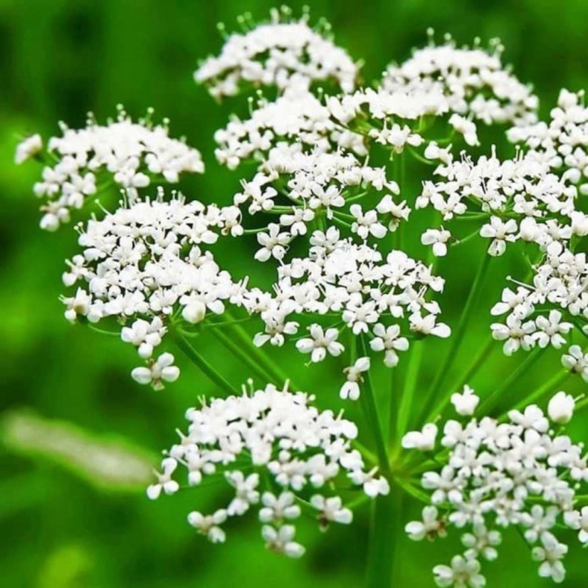 Biji Benih Bibit Herbal Bunga Anise / Adas Manis Aromatik