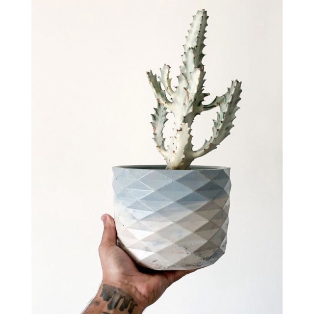 kaktus putih / Euphorbia lactea / eporbia Eforbia ephorbia putih