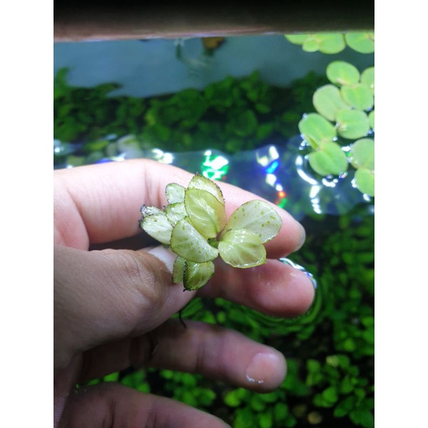 Anubias Panda Full White / Tanaman Aquascape