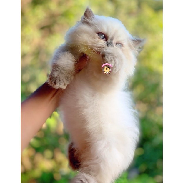 KUCING HIMALAYA BETINA SEALPOINT
