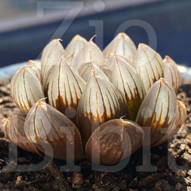 Bibit Benih Biji Kaktus Sukulen Mini Hias Import Tanaman Kaktus Jolie