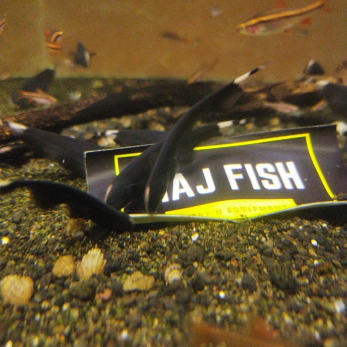 Ikan Black Ghost Penghias AquariumAquascape paket 3ekor Gojek Only