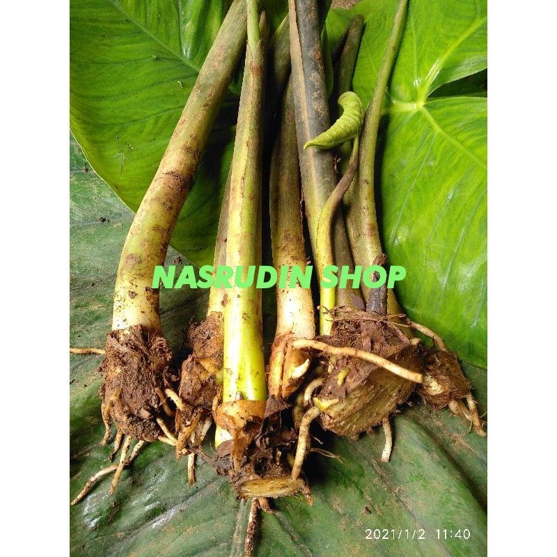 

[Fresh] BIBIT TALAS BENENG 1KG ISI 20-30 /TALAS BANTEN/TALAS KUNING/TALAS MENTEGA