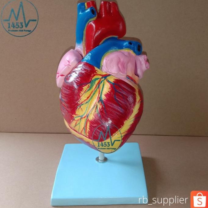 Model Jantung Alat Peraga Phantom Manikin Anatomi Torso