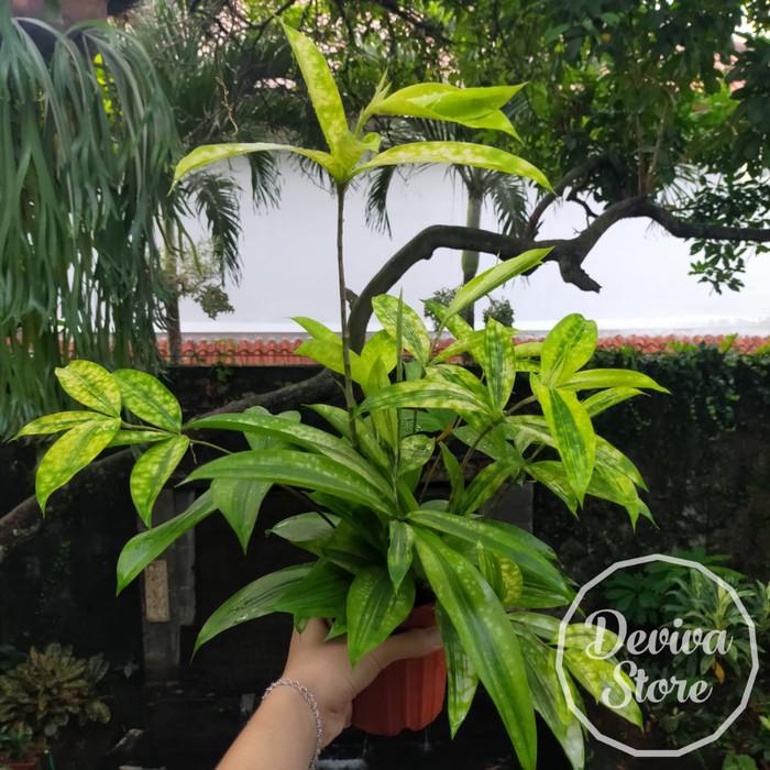 Tanaman Hias Dracaena Golden Bambu Jepang Rimbun Plus Pot Siap Pajang Best Seller