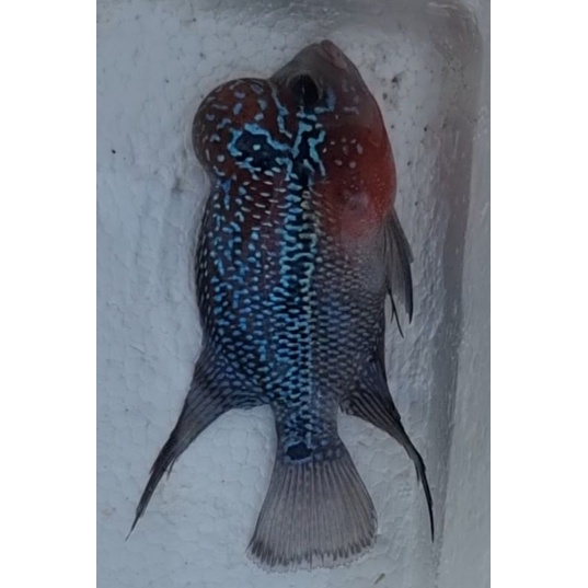 Ikan lohan louhan Srd Asli Thailand 7.5cm