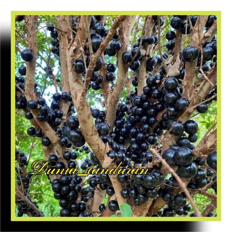 Bibit Buah Anggur pohon Brazil / freco