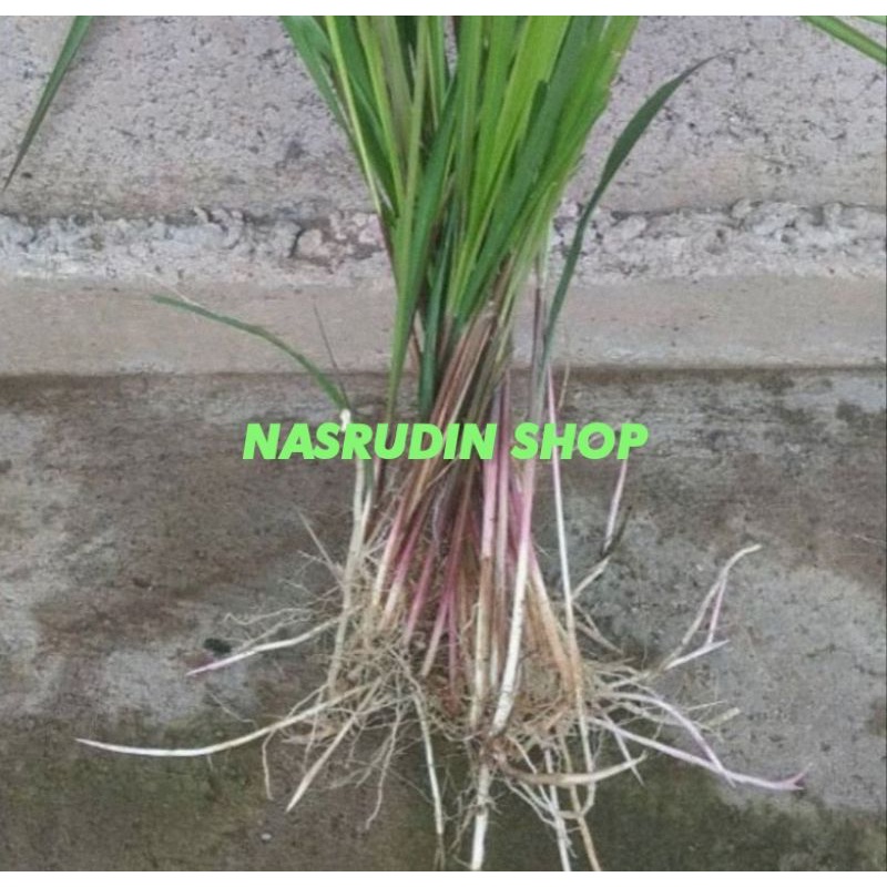 

[Fresh] BIBIT AKAR ALANG ALANG