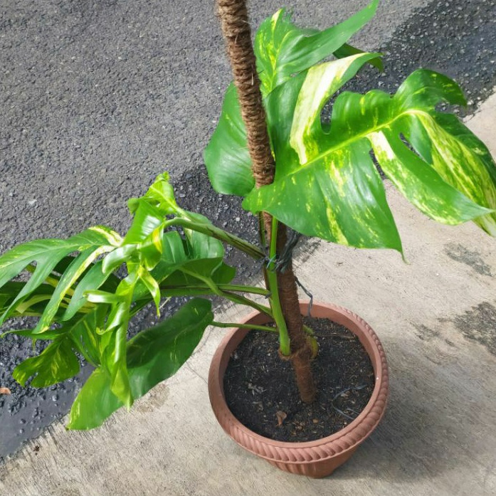 Monstera Ekor Naga Yellow Varigata