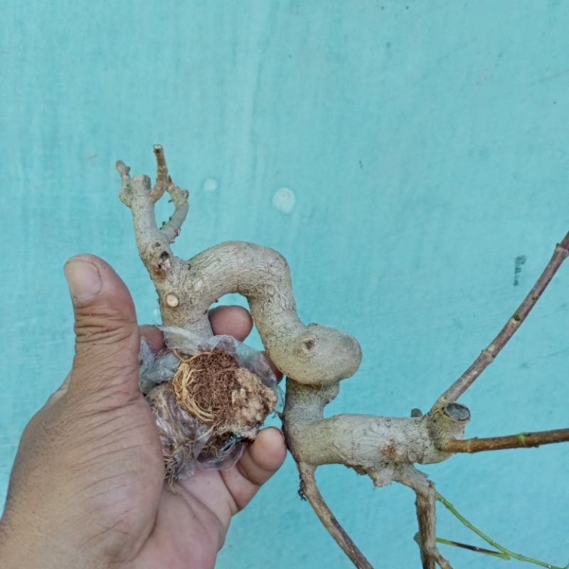 bahan bonsai sancang cangkok cascade