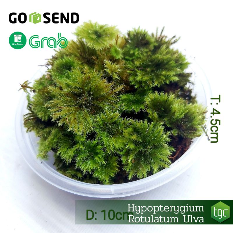Hypopterygium Rotulatum Ulva / Umbrella Moss - Tanaman Paludarium Terrarium Vivarium