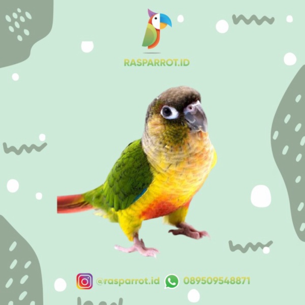 Dijual parts Yellow Side Conure / YSC 26SZ2 Limited